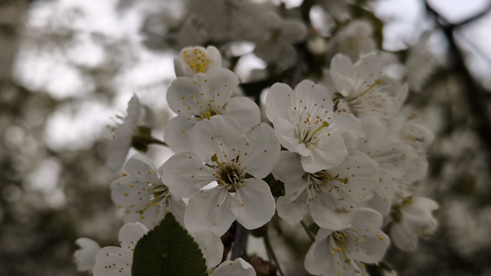 Up close photo of blossoming cherry trees